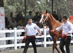 خيول السباق العربية في مزادات بورصة التركية.. أرقام تصل إلى مليون ليرة