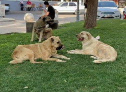3 وزارات تتحرك لحل مشكلة الكلاب الضالة في تركيا