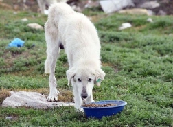 بلدية تركية تخطط لإطلاق مشروع لإطعام الحيوانات الضالة