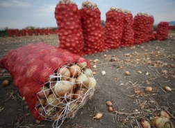 تركيا تسمح بإعادة تصدير البصل بعد حظر دام 4 أشهر