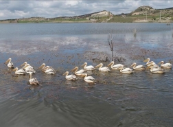 تركيا.. طيور البجع تستمتع بالأجواء الهادئة في بحيرة إمره