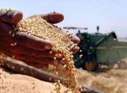 العراق يشتري 4.539 مليون طن من القمح المحلي