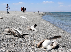 أسراب من طيور النورس النافقة تغمر شواطئ بحيرة تركية