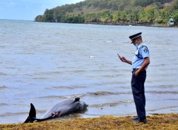 العثور على 39 دلفين نافقة بعد أسابيع من تسرب نفطي