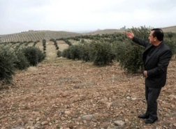 أشجار الزيتون السورية تزهر في أرض كردستان العراق