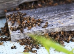 نفوق ملايين النحل في جنوب تركيا وزيادة محتملة بأسعار العسل