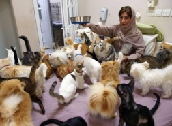 سيدة تعيش مع 500 قط وكلب