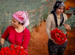 تركيا تصدر 70 مليون وردة بمناسبة عيد الحب