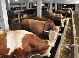 بدء حركة سوق الأضاحي في تركيا..توقعات بارتفاع كبير بأسعار الماشية