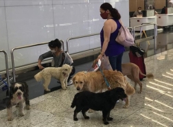 إجراء جديد في مطار إسطنبول يتعلق باصطحاب الحيوانات الأليفة