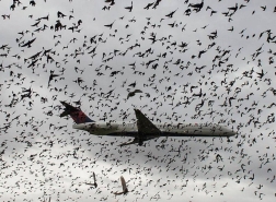 ضربة طيور تعطل رحلة جوية من مطار لاهور إلى إسطنبول