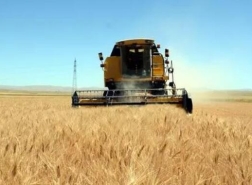 خطر الجفاف يهدد محصول الحبوب في تركيا