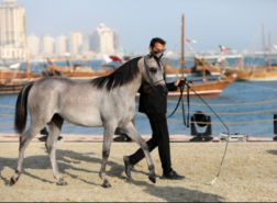 كيف تتعرف على الخيل العربية الأصيلة؟