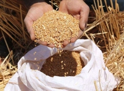 هل تعاني تركيا من نقص في إمدادات القمح بعد الأزمة الأوكرانية؟
