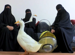 بعد اتهامهن بـسرقة البط.. عربيات في إسطنبول يكشفن الحقيقة (فيديو)