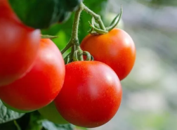 قرار حكومي بشأن تصدير الطماطم من تركيا