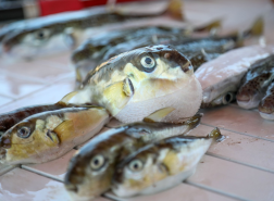 صيادون أتراك يجنون آلاف الدولارات مقابل القضاء على أسماك سامة