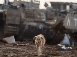 رئيس بلدية فلسطيني يقدم مكافأة لمن يقتلون الكلاب الضالة