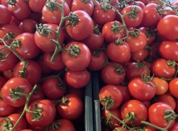 تركيا تجني 377 مليون دولار من صادرات الطماطم في 2022