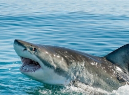 بعد الهجوم القاتل.. مصر تستعد لتركيب أجهزة رصد لتتبع أسماك القرش