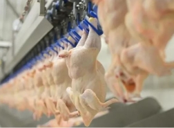 بيان من وزارة التجارة التركية بشأن تصدير لحوم الدجاج