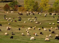 انخفاض حاد في أعداد الأبقار والأغنام في تركيا
