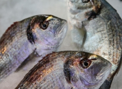 مصر تطلب استيراد سمك الدنيس وقاروص البحر من تركيا