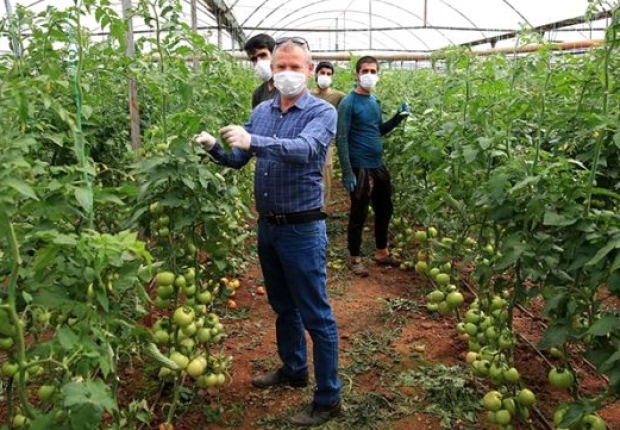 قرابة 130 ألف مزارع يعملون في مساحة 300 ألف فدان من الدفيئة الزراعية في أنطاليا - الأخبار