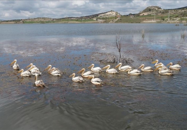 طيور البجع في بحيرة إمرة  غربي تركيا-الأناضول