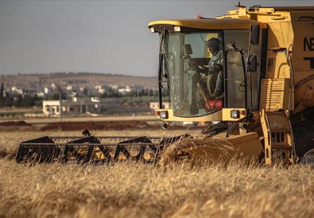محصول القمح في سوريا - الأناضول