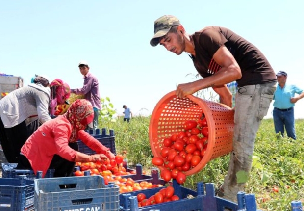 عمال أتراك في أحد حقول البندورة في أضنة-صحيفة الأخبار
