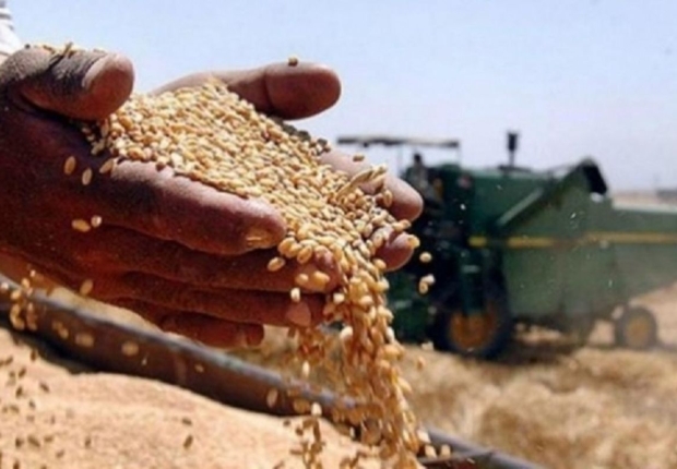 تتوقع بغداد أن يصل الإنتاج المحلي إلى ستة ملايين طن خلال موسم الحصاد-صورة تعبيرية