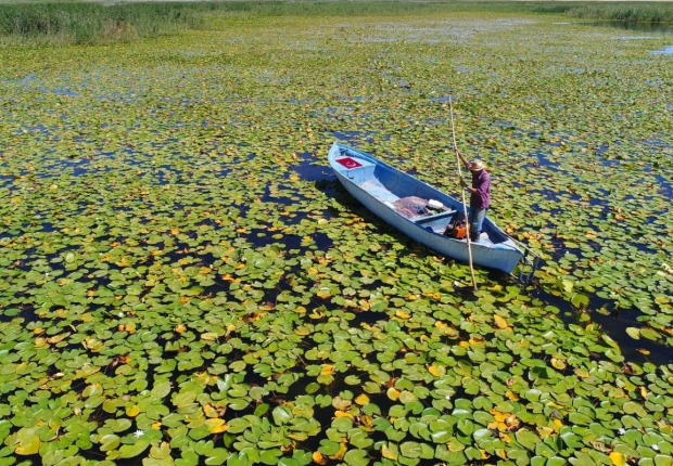 تغطي زنابق الماء مساحة 8000 متر مربع على البحيرة-ديميرورين