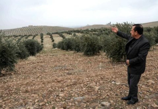 سليمان شيخو أمام حقل أشجار الزيتون في أربيل التي نقلها من عفرين، فبراير 2020- فرانس برس