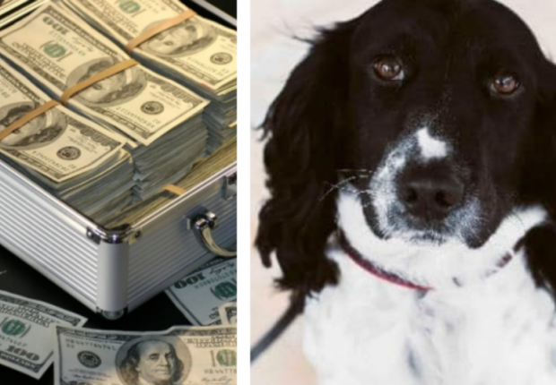 الكلب البوليسي بيتر والأموال المضبوطة
