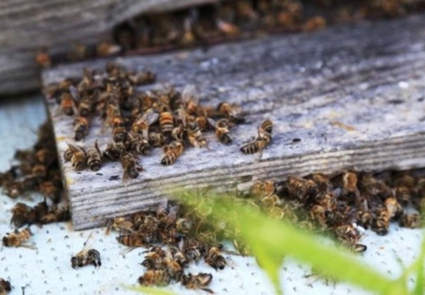 الاحتباس الحراري يتسبب بنفوق ملايين النحل في مرسين التركية