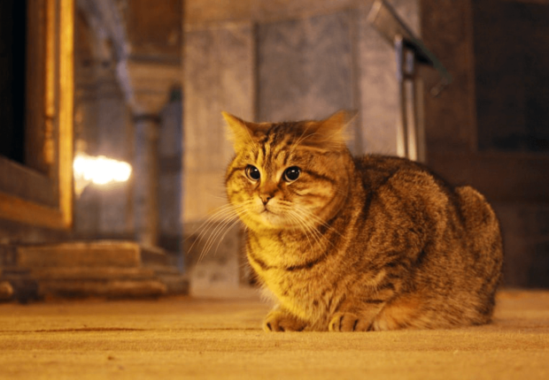 حظيت القطة "غلي" باهتمام الزوار ووسائل الاعلام مع افتتاح مسجد آيا صوفيا للعبادة
