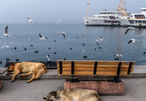 كلاب تنام على رصيف مهجور لميناء العبّارات خلال عطلة نهاية الأسبوع في إسطنبول-أرشيف