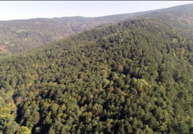 حرائق تلتهم مساحات واسعة من الغابات في تركيا