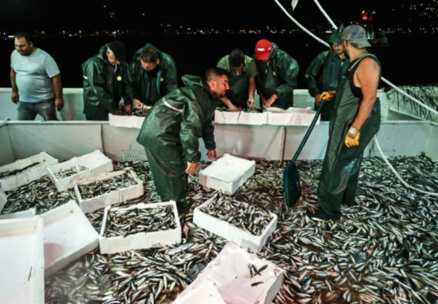 صيادون يلتقطون كميات من الأسماك في أول ليلة بعد عودة موسم الصيد في تركيا