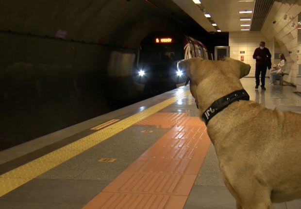 كلب ضال يشاهد قطار مترو في اسطنبول