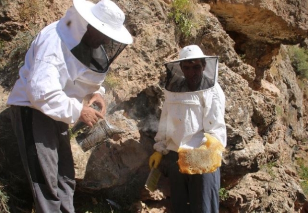 العسل يُجمع من أعشاش النحل الموجودة بين الصخور على ارتفاع 3000 متر.
