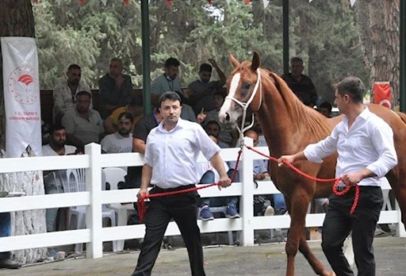 مزاد للخيول العربية في بورصة