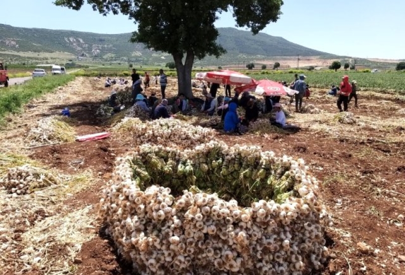 يعد الثوم الذي يُزرع على مساحات شاسعة من أشهر أنواع الثوم في تركيا - الأخبار
