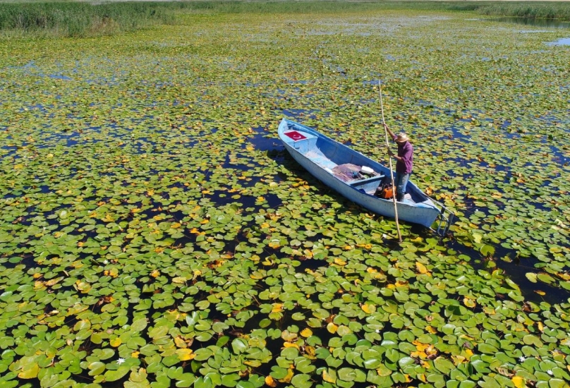 تغطي زنابق الماء مساحة 8000 متر مربع على البحيرة-ديميرورين