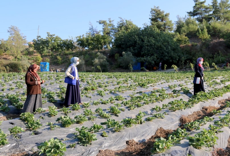 نساء سوريات يعملن في الزراعة - أرشيف