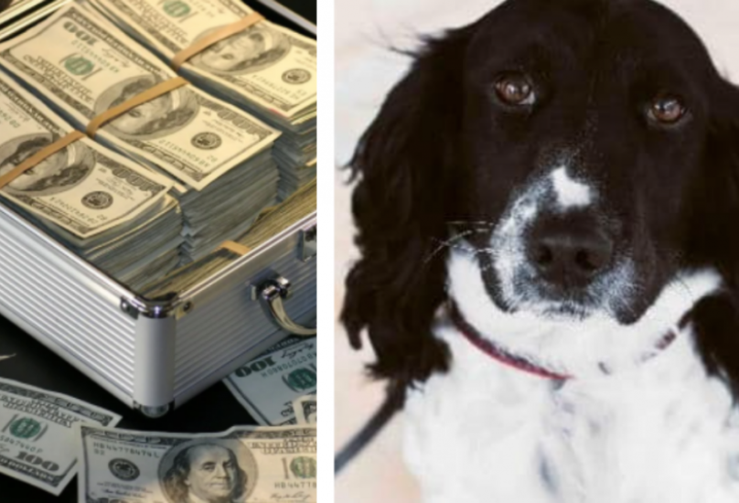 الكلب البوليسي بيتر والأموال المضبوطة