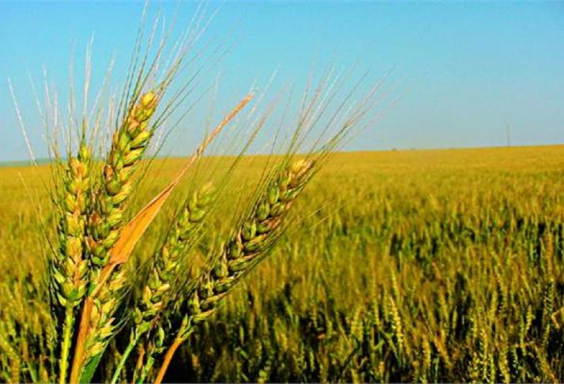 السودان يستهلك مليوني طن من القمح سنويا، ويعتمد على الواردات بشكل كبير