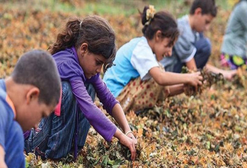 أطفال يعملون في الزراعة بتركيا