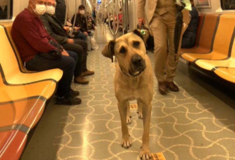 الكلب بوجي يجيد التنقل بوسائل النقل العامة في إسطنبول